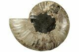 Cut & Polished Ammonite Fossil (Half) - Madagascar #310677-1